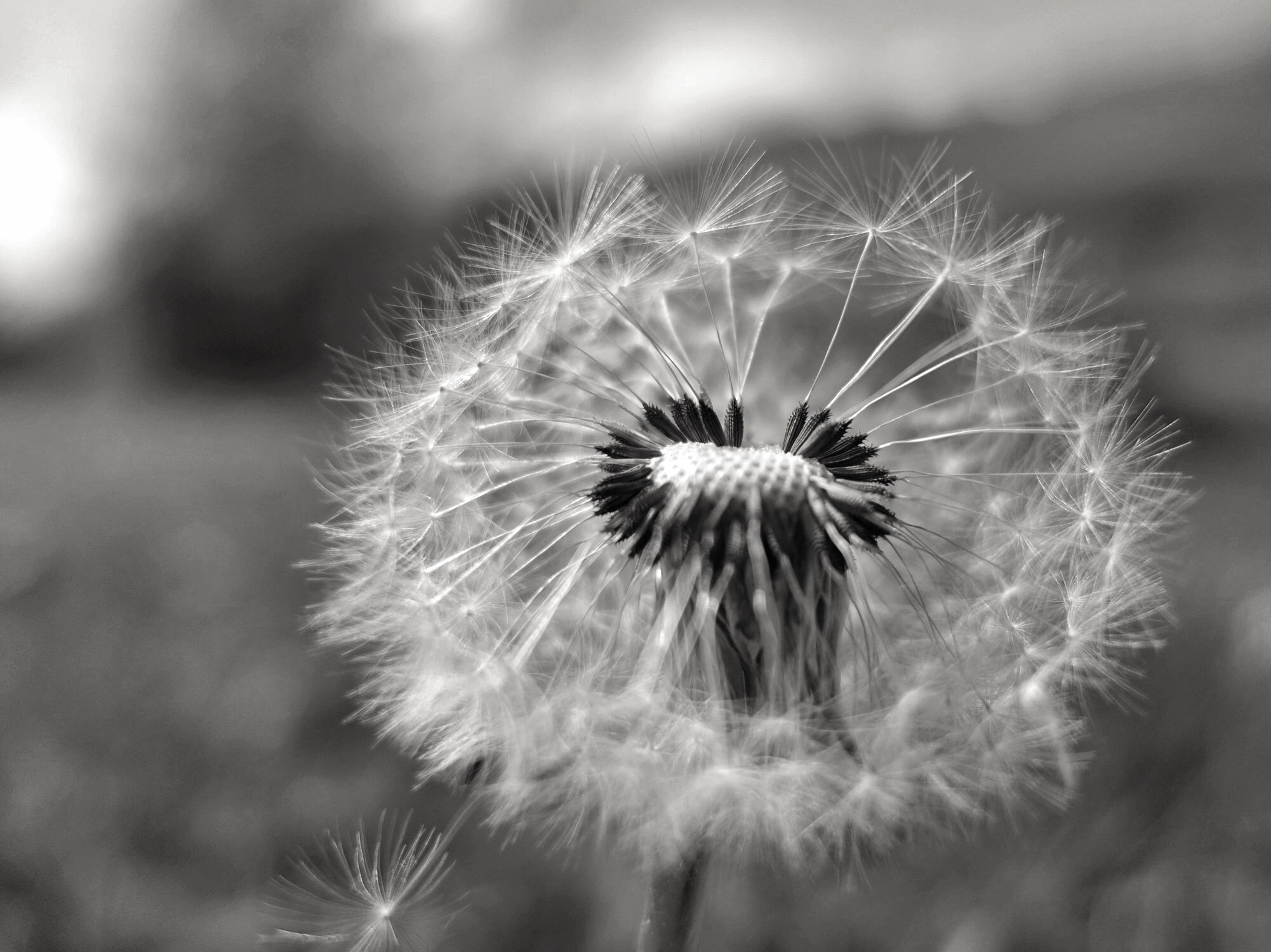Poetische Artikulationen – Martin Rosenbaum